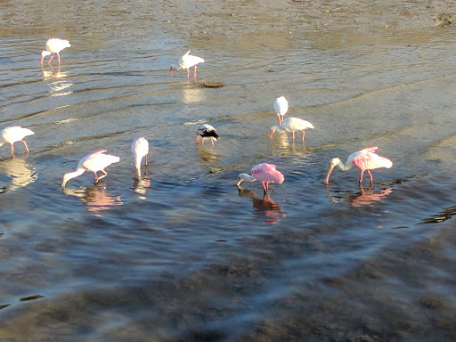 Park «Josiah Cephus Weaver Park», reviews and photos, 1258 Bayshore Blvd, Dunedin, FL 34698, USA