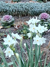 光が丘公園 ボランティア花壇