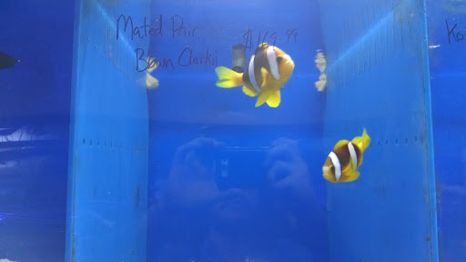 Aquarium «Coral Sea Aquariums», reviews and photos, 1373 N Military Trl, West Palm Beach, FL 33409, USA