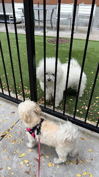 Dallas Pet Sitting - Photo 7 - Car repair in Dallas, TX, Dallas