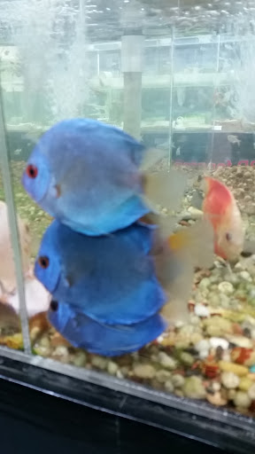 Tropical Fish Store «Fishy Business», reviews and photos, 140 S Ronald Reagan Blvd, Longwood, FL 32750, USA