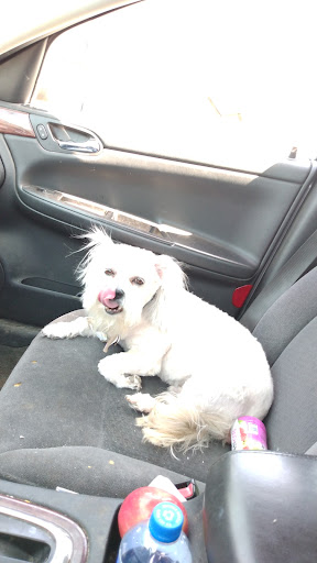 Pet Supply Store «Petco Animal Supplies», reviews and photos, 993 Branson Hills Pkwy, Branson, MO 65616, USA