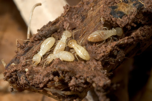 Stewart Termite & Pest Control