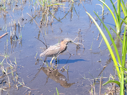 Park «Tree Tops Park», reviews and photos, 3900 SW 100th Ave, Davie, FL 33328, USA