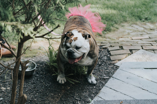 Bed & Breakfast «Seasons At Magnolia Manor», reviews and photos, 111 Springdale Ave, New Windsor, MD 21776, USA