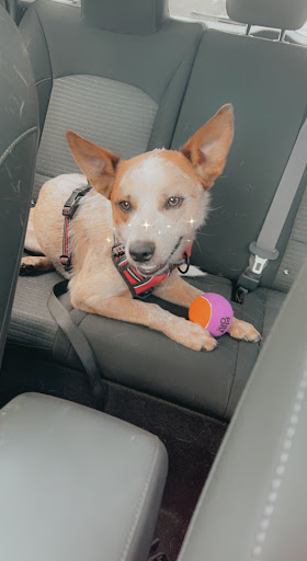 Pet Supply Store «Pet Supplies Plus», reviews and photos, 6030 Central Ave Suite A, Portage, IN 46368, USA