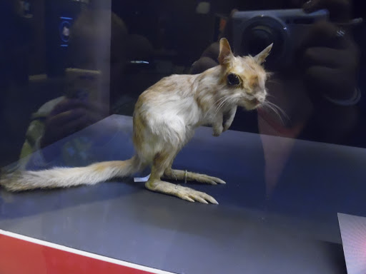 Natural History Museum «Natural History Museum of Utah», reviews and photos, 301 Wakara Way, Salt Lake City, UT 84108, USA