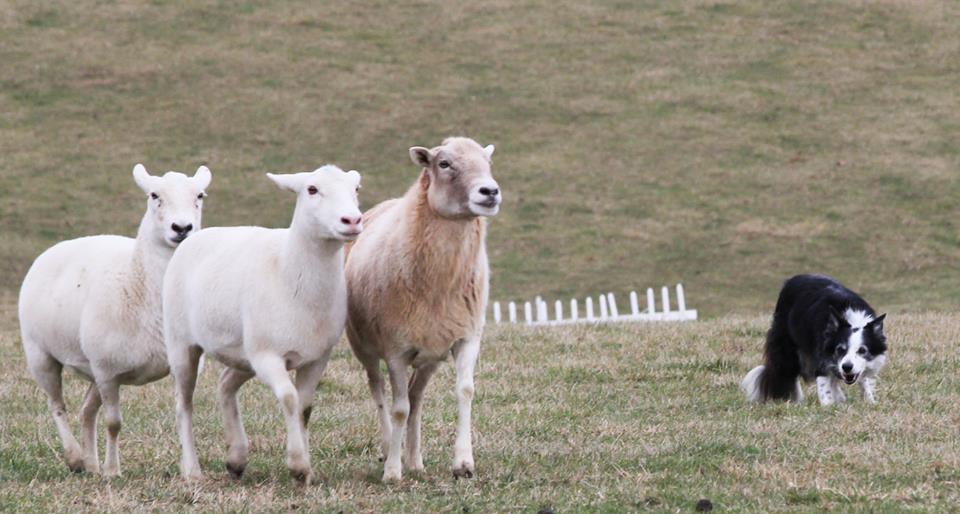 Garrison Farm Herding Lessons