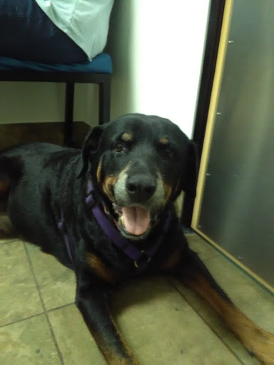 Pet Supply Store «PetSmart», reviews and photos, 4400 Fort Jackson Blvd #300, Columbia, SC 29209, USA