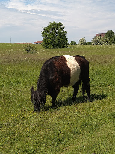 Fælleden, Holbæk in Holbæk, Holbæk