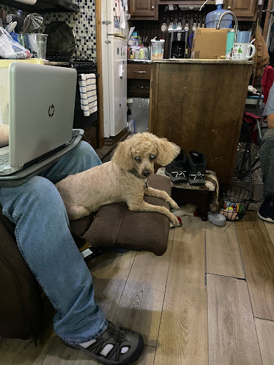 Kinko's Pet Grooming