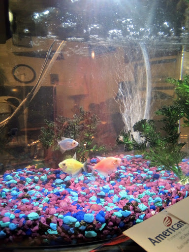 Tropical Fish Store «Wet Pets», reviews and photos, 520 Hartford Turnpike # X, Vernon, CT 06066, USA