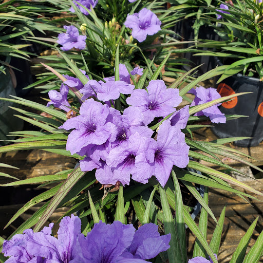 Plant Nursery «HOUSTON PLANTS & GARDEN WORLD», reviews and photos, 16726 North Fwy, Houston, TX 77090, USA