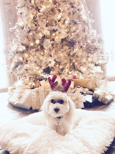 Pet Supply Store «Dog Style Canine Supply Company», reviews and photos, 2002 Judson Rd Suite 102, Longview, TX 75605, USA