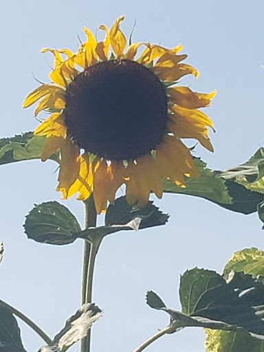 Car Dealer «Harr Chrysler Jeep Dodge», reviews and photos, 110 Gold Star Blvd, Worcester, MA 01606, USA