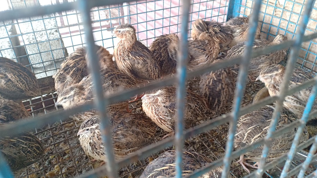 Amman Broilers