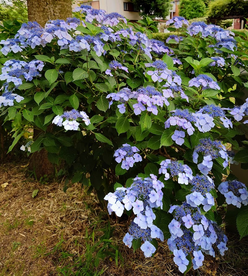 東山 ふれあい樹林