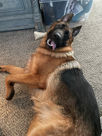 Jones Pet Care Services - Photo 6 - Car repair in , Baltimore