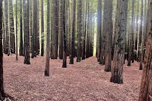 Cement Creek Redwood Forest image