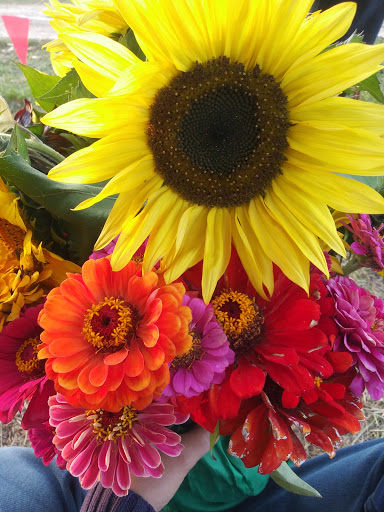Pumpkin Patch «CornFun Corn Maze Adventure And Pumpkin Patch», reviews and photos, 9391 Lindsey Ln, Casco, MI 48064, USA