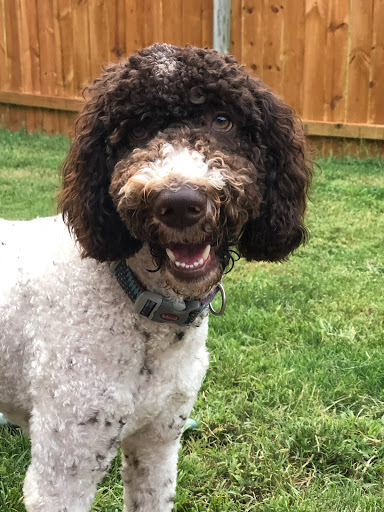 Dog Park «Murfreesboro Bark Park», reviews and photos, 1540 W College St, Murfreesboro, TN 37130, USA