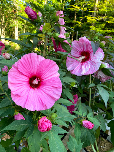 Beyond Your Garden - Plant & Perennial Nursery, Flower Sales, Garden Center in Broadalbin NY image 4