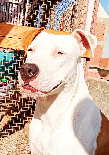 Pensioni per cani e dog hotel a IL NIDO DELL' AQUILA