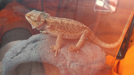 PetSmart image