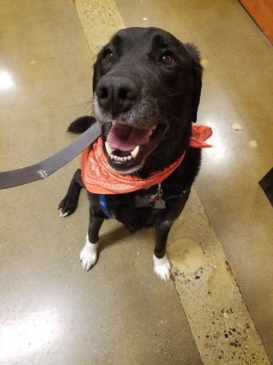 Pet Supply Store «PetSmart», reviews and photos, 533 S Broad St, Meriden, CT 06450, USA