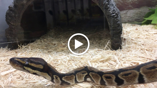 Pet Supply Store «Petco Animal Supplies», reviews and photos, 11331 W Broad St #151, Glen Allen, VA 23060, USA