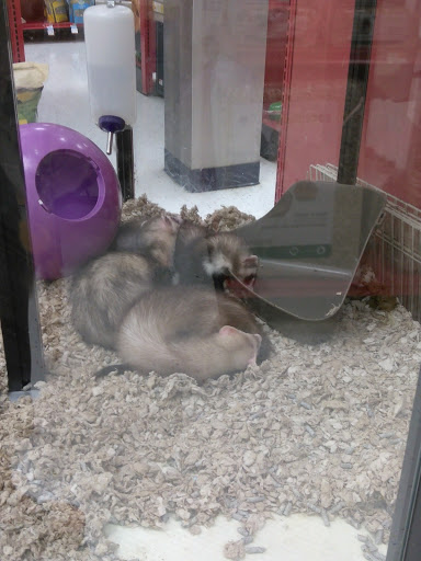 Pet Supply Store «Petco Animal Supplies», reviews and photos, 51 Middlesex Turnpike, Burlington, MA 01803, USA