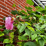 Photo n°2 de l'avis de Dorothea.a fait le 07/08/2023 à 15:05 sur le  Im Tetens, Hotel & Restaurant à Süderlügum