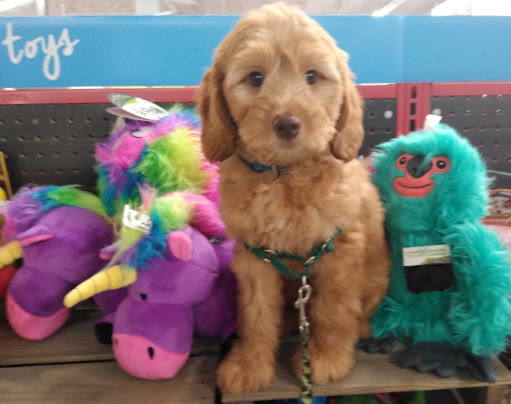 Pet Supply Store «Petco Animal Supplies», reviews and photos, 600 US-441, The Villages, FL 32159, USA