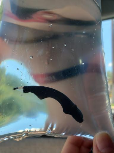 Pet Store «Fish 4 U», reviews and photos, 4010 Highland Dr #1, Millcreek, UT 84124, USA