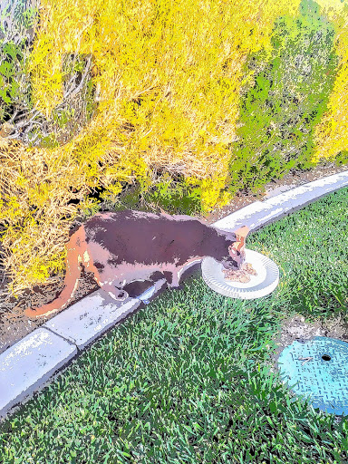 Park «Veterans Park», reviews and photos, 4554 Avenida Granada, Cypress, CA 90630, USA