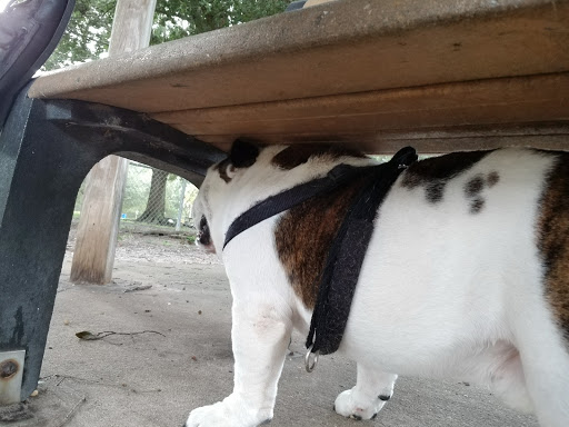 Dog Park «West Park», reviews and photos, 5812 N Occident St, Tampa, FL 33614, USA