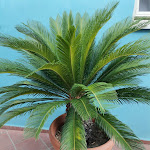 Photo n°20 de l'avis de Aurelio.e fait le 18/09/2023 à 01:33 sur le  Hotel Punto Azzurro à Forio