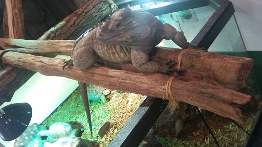 Reptile Store «Pets & Things», reviews and photos, 44825 Van Dyke, Utica, MI 48317, USA