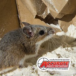 Pest Control Service «Accurate Termite & Pest Solutions», reviews and photos