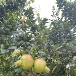 Photo n°6 de l'avis de Yulia.e fait le 28/07/2022 à 20:11 sur le  Masseria Savoia Resort à Marina di Ginosa