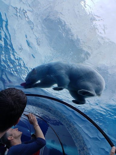 Zoo «Arctic Ring of Life», reviews and photos, 8450 W 10 Mile Rd, Royal Oak, MI 48067, USA