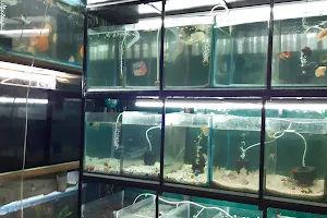 Devi Aquarium image