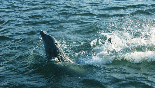 Sightseeing Tour Agency «Treasure Coast Cruises», reviews and photos, 3469 Indian River Dr E, Vero Beach, FL 32963, USA