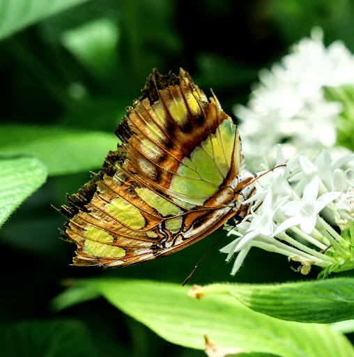 Tourist Attraction «The Shops at The Butterfly Estates and Florida Native Butterfly Society Conservatory (501c3)», reviews and photos, 1815 Fowler St, Fort Myers, FL 33901, USA