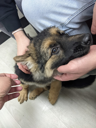 Pet Store «Petland Topeka», reviews and photos, 1801 SW Wanamaker Rd, Topeka, KS 66614, USA