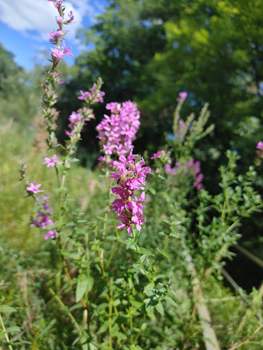 Park «Quaking Bog», reviews and photos, Theodore Wirth Pkwy, Minneapolis, MN 55411, USA