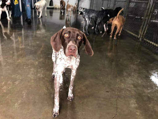 Dog Trainer «Suite Dog Daze», reviews and photos, 2090 Front St NE, Salem, OR 97301, USA