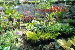 Pulido's Garden image