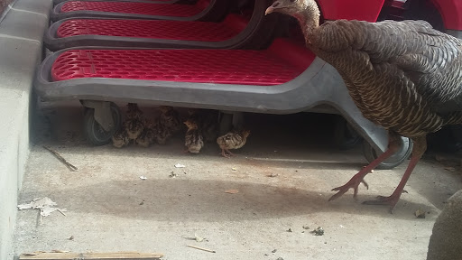 Department Store «Target», reviews and photos, 2700 Bell Rd, Auburn, CA 95603, USA