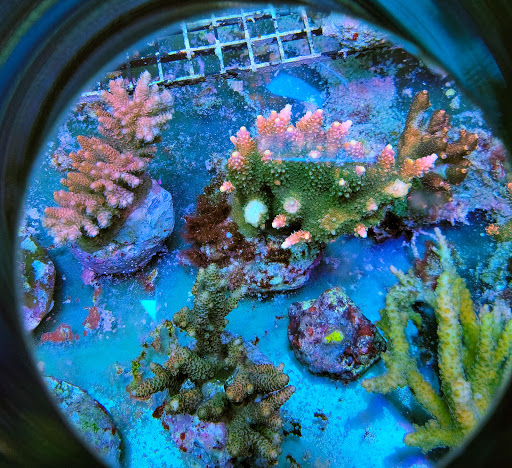 Tropical Fish Store «Shipwreck Cove Custom Aquariums», reviews and photos, 215 S El Camino Real, Encinitas, CA 92024, USA